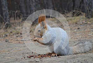 Squirrel in the forest gnawing nuts