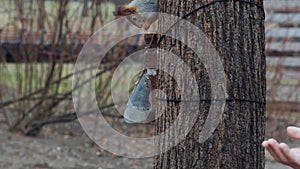 A squirrel in a forest grabbed a pine nut from the palm of its hand and eat