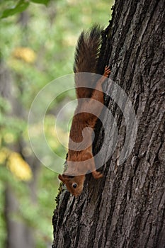 squirrel forest park animal red