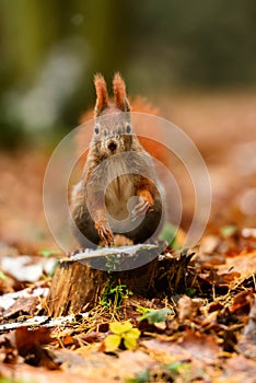 Squirrel Forest Park Å tepÃ¡nka