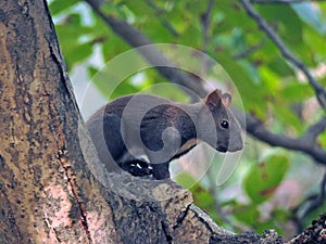 A Squirrel in the forest sits on a tree.