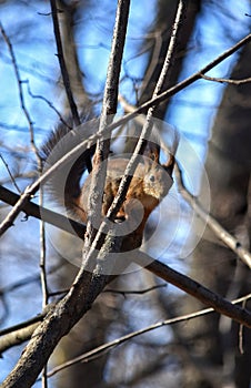 squirrel forest spring park cute