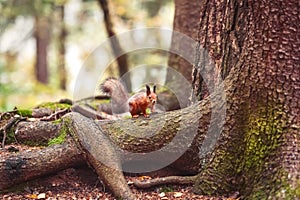 Squirrel in the forest. squirrel sits on large tree roots.