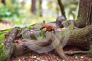 Squirrel in the forest. squirrel sits on large tree roots.