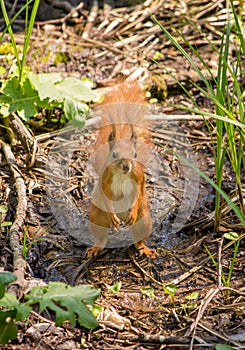 Squirrel in the forest