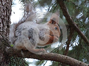 Squirrel in a forest on a tree gnawing a nut
