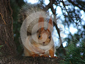   squirrel  forest  tree   nature