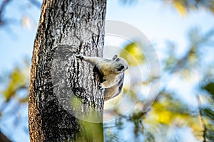 Squirrel found in the park, Thailand