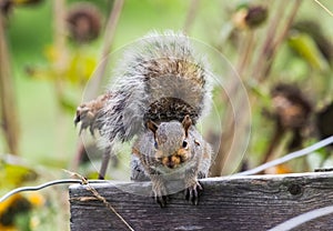 Squirrel close up