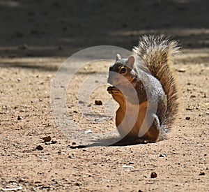 Squirrel, Fox, The fox squirrel\'s color is burnt orange or grizzled brown on the extremities with a gray back.