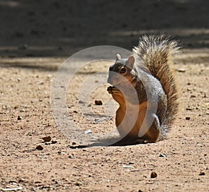 Squirrel, Fox, The fox squirrel\'s color is burnt orange or grizzled brown on the extremities with a gray back. photo