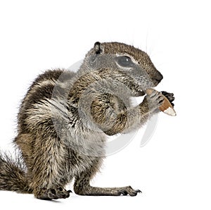 Squirrel in front of a white background