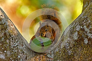 Squirrel with fruit avocado. Variegated Squirrel, Sciurus variegatoides, with food, head detail portrait, Costa Rica, Wildlife sce