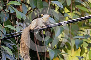 The squirrel full frame is naturally on the cable