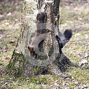 Squirrel games.
