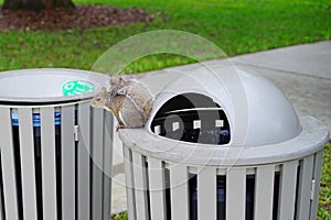 Squirrel on garbage can