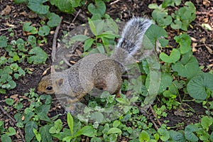 A squirrel in a garden.