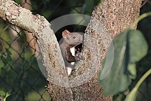 Squirrel in garden