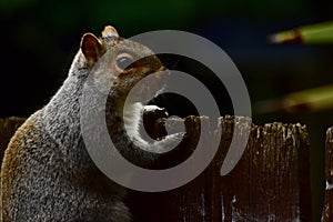 Squirrel on a garden fence