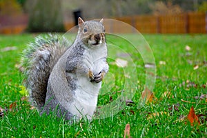 Squirrel in the garden is waiting the nuts