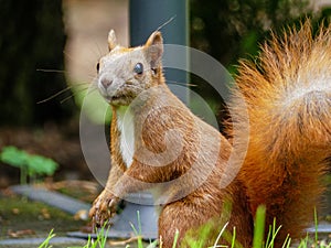 Squirrel German forest Wald Deutschland