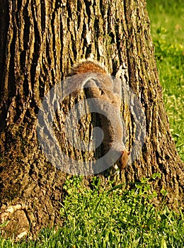 Ardilla conseguir de buscar algo sobre el comer 