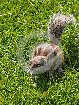 Squirrel, gnawer, Atlantoxerus getulus