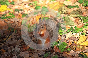 Squirrel gnawing an acorn