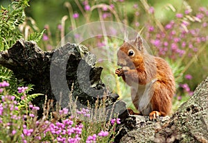 A squirrel is gnawing a nut in a meadow