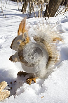 Squirrel gnawing nuts