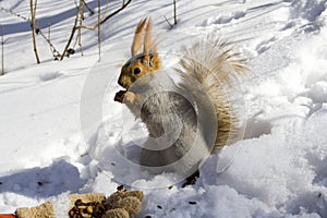 Squirrel gnawing nuts