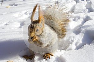 Squirrel gnawing nuts