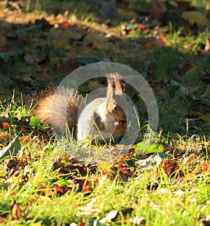 Squirrel gnawing nuts on the grass