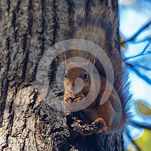 Squirrel gnawing nuts