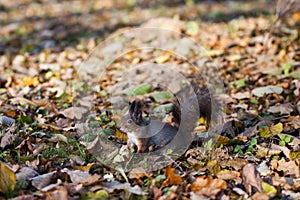 Squirrel gnaws nut, autumn foliage