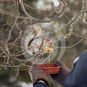 Squirrel gnaws a nut