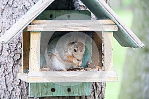 Squirrel gnaws nuts