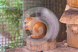 Squirrel gnaws nuts sitting on stump in an enclosure