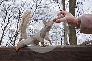 The squirrel goes after the nut in the human hand