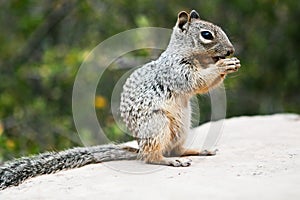 Squirrel