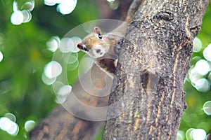 Squirrel gracefully climbing on tree amidst dreamy background