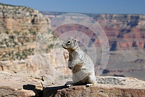 Squirrel with Grand Canyon in the background.