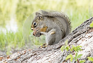 Squirrel in Grand Teton National PArk