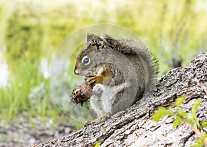 Squirrel in Grand Teton National PArk