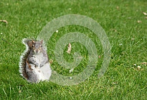 Squirrel In a Grass