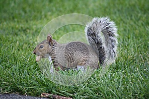 Squirrel in the grass