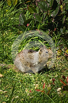 Squirrel in the grass with dandilions in spring