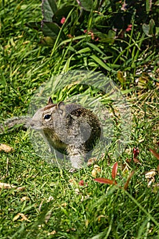 Squirrel in the grass with dandilions in spring 2