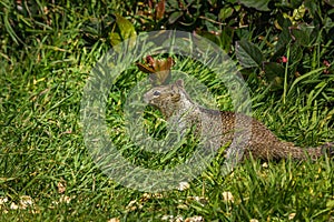 Squirrel in the grass with dandilions in spring 3