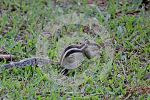 Squirrel on grass eating nuts